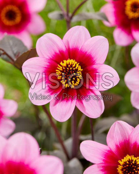 Dahlia Wishes and Dreams Dahlia Wishes and Dreams