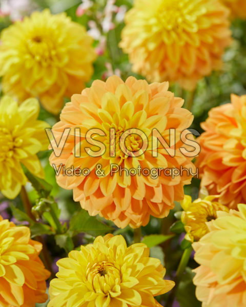 Dahlia Bocherell Dahlia Bocherell