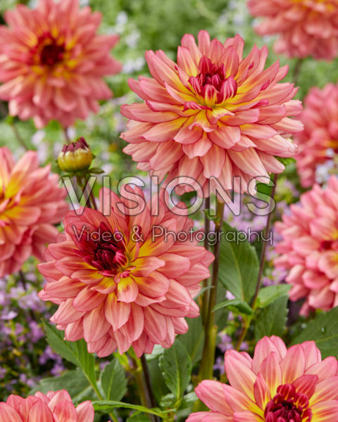 Dahlia Bourbon street Dahlia Bourbon street