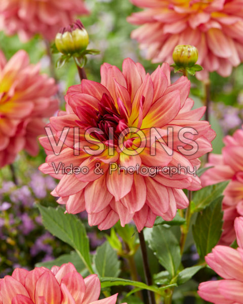 Dahlia Bourbon street Dahlia Bourbon street
