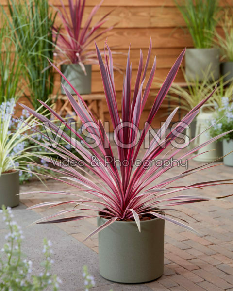 Cordyline Pink Passion Cordyline Pink Passion