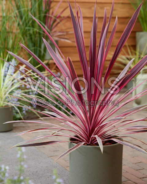 Cordyline Pink Passion Cordyline Pink Passion