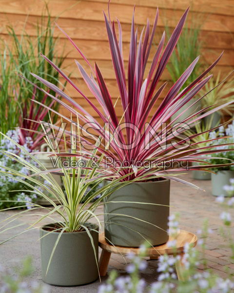 Cordyline Pink Passion, Lime Passion