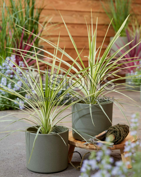 Cordyline Lime Passion Cordyline Lime Passion