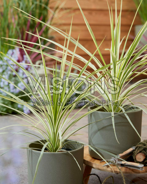 Cordyline Lime Passion