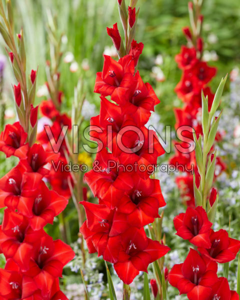Gladiolus Tineke