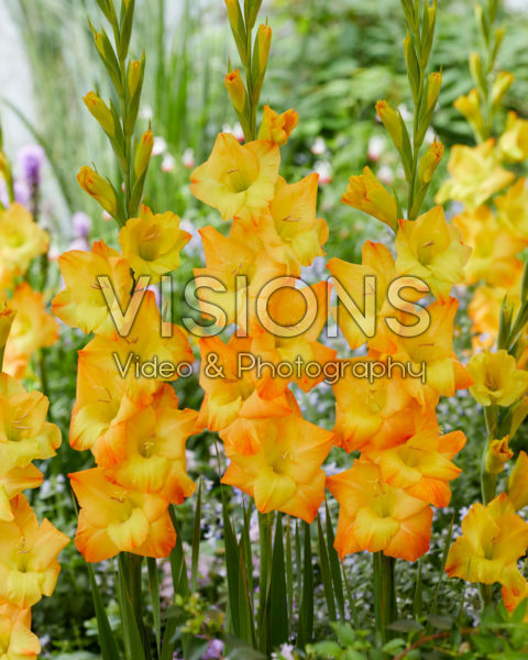 Gladiolus Sunglow