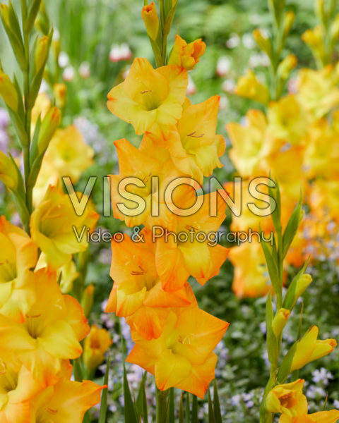 Gladiolus Sunglow