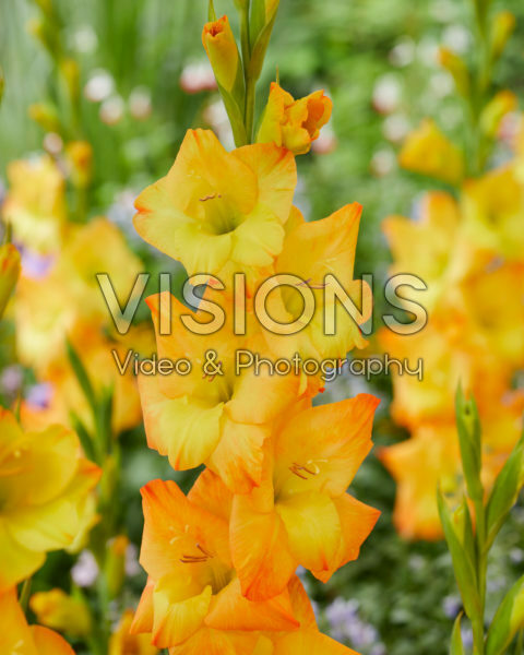 Gladiolus Sunglow Gladiolus Sunglow
