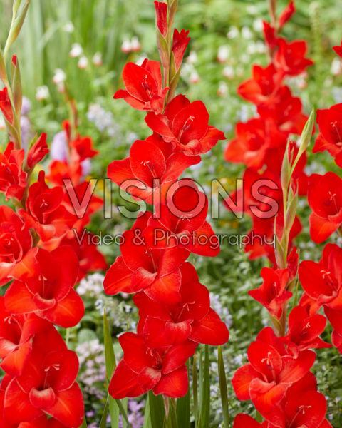 Gladiolus rood
