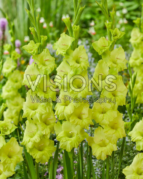 Gladiolus N31 Gladiolus N31