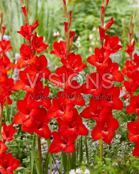 Gladiolus red