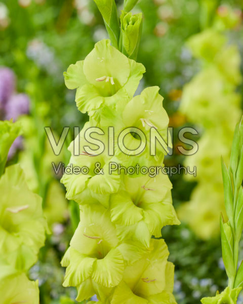 Gladiolus Lima Gladiolus Lima