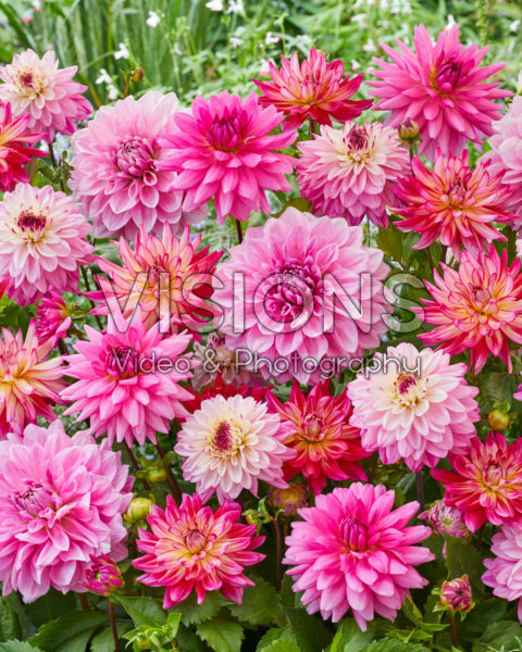 Dahlia Pink Mix Dahlia Pink Mix