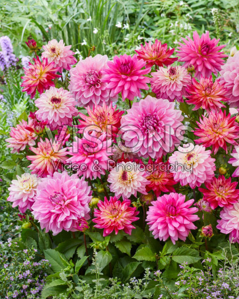 Dahlia Roze Mix Dahlia Roze Mix
