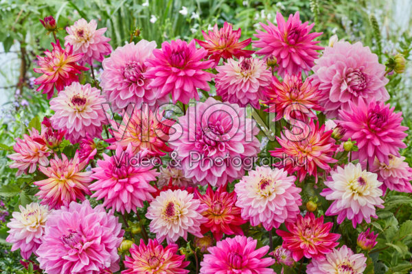 Dahlia Roze Mix Dahlia Roze Mix
