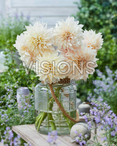Dahlia Cafe au Lait Dahlia Cafe au Lait