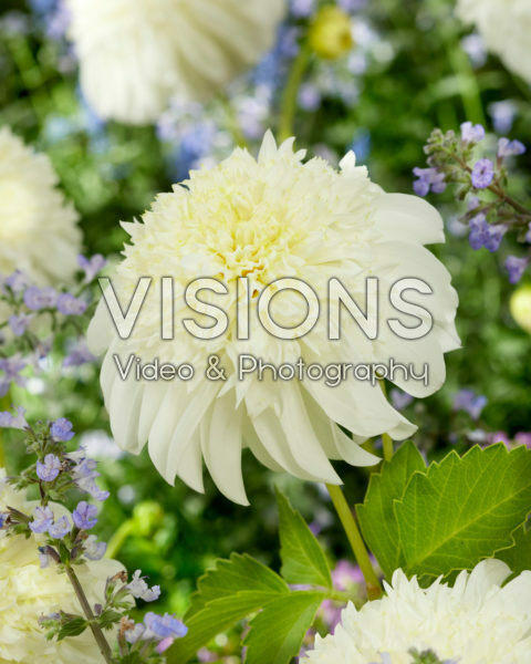 Dahlia PK 60 Dahlia PK 60