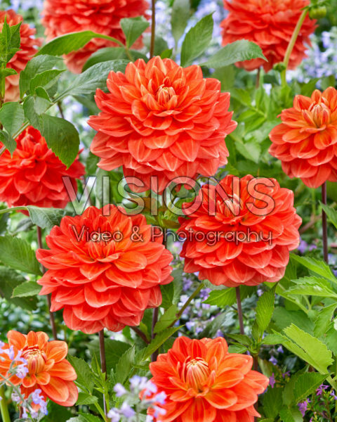 Dahlia Monroe Dahlia Monroe