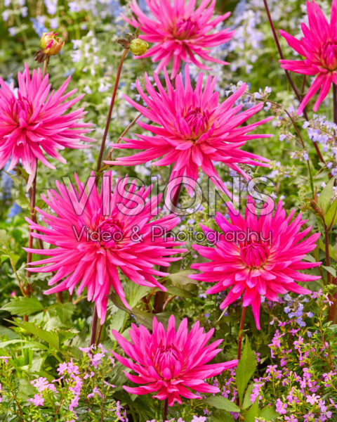Dahlia Blues Record 