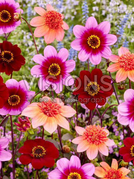 Dahlia mix Dahlia mix