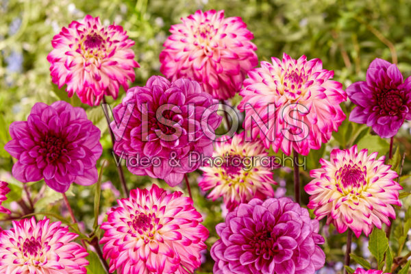 Dahlia Ada's Attraction, Blue Bell Dahlia Ada's Attraction, Blue Bell