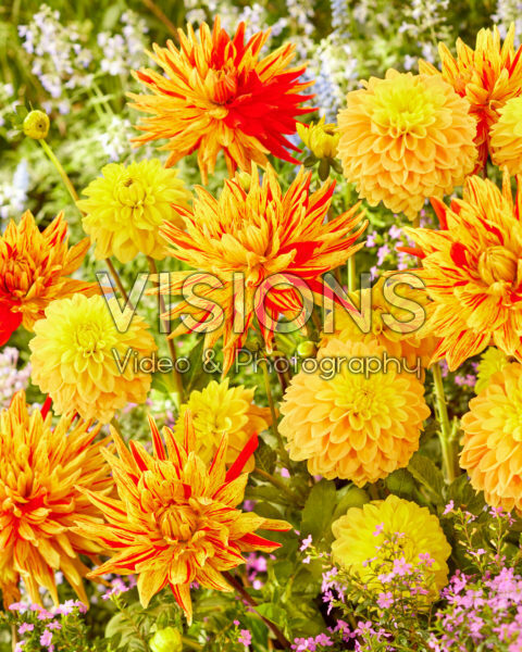 Dahlia Bocherel, Striped Vulcan Dahlia Bocherel, Striped Vulcan