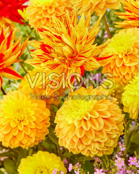 Dahlia Bocherel, Striped Vulcan Dahlia Bocherel, Striped Vulcan
