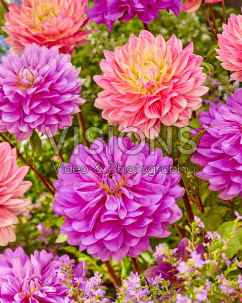 Dahlia Bluetiful, Pink Magic