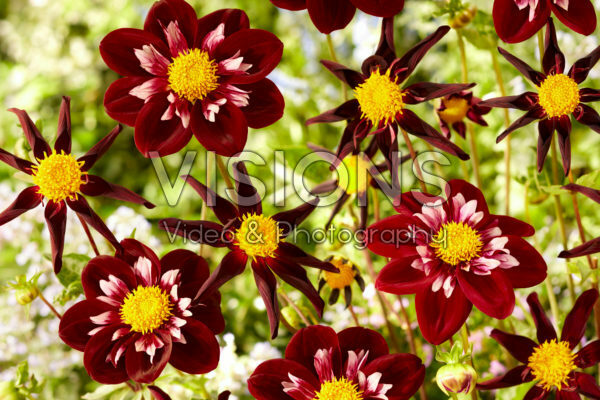 Dahlia Verrone's Obsidian, Mary Evelyn Dahlia Verrone's Obsidian, Mary Evelyn