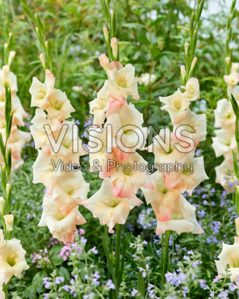 Gladiolus Brindisi Gladiolus Brindisi