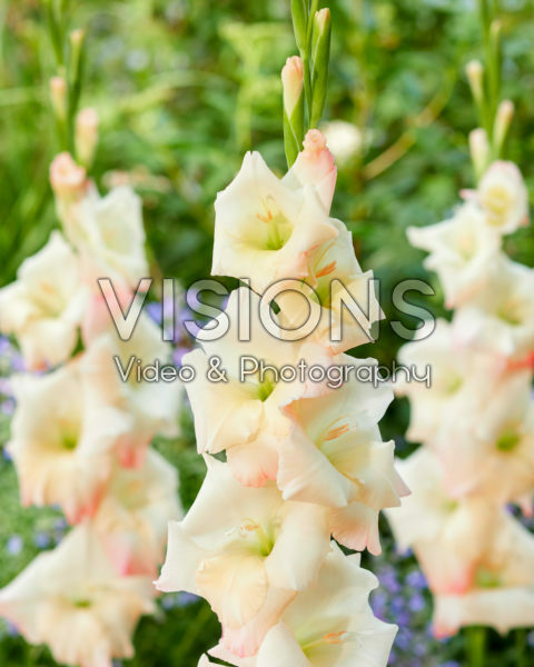 Gladiolus Brindisi Gladiolus Brindisi