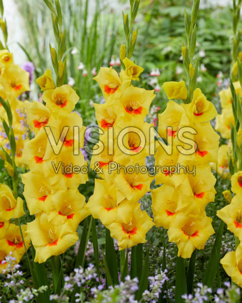 Gladiolus N96 Gladiolus N96