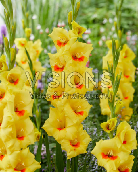Gladiolus N96 Gladiolus N96