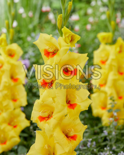 Gladiolus Matrix Gladiolus Matrix