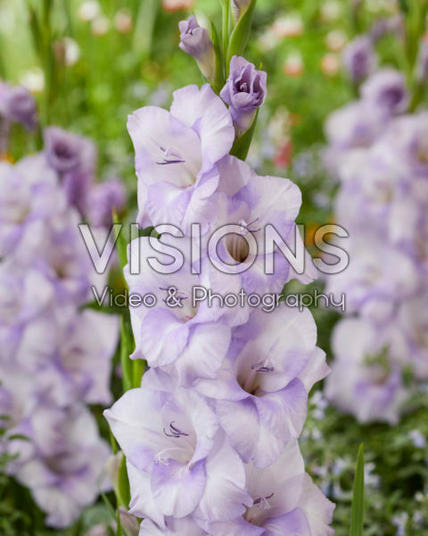 Gladiolus Moscow