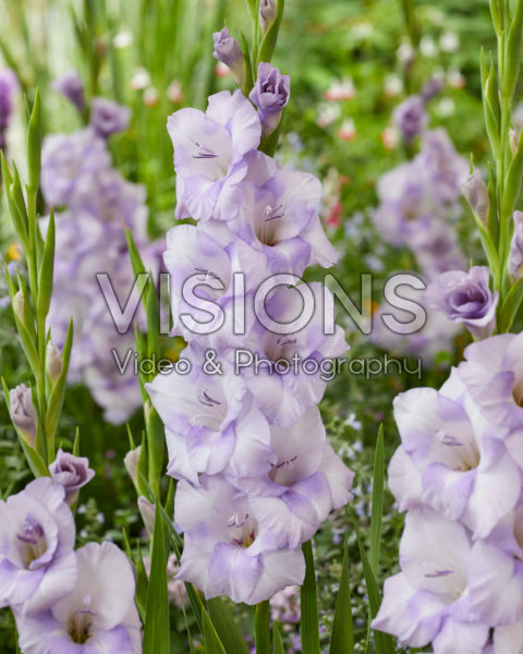Gladiolus Moscow