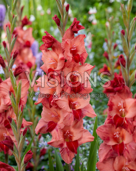 Gladiolus Soul Gladiolus Soul