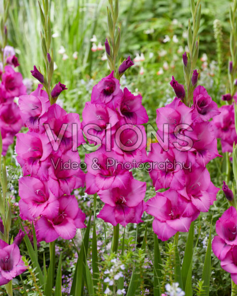Gladiolus Purple Diamond Gladiolus Purple Diamond