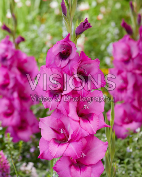 Gladiolus Purple Diamond
