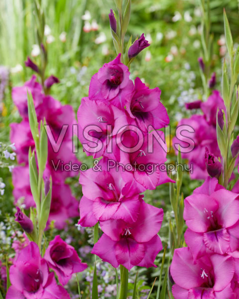 Gladiolus Purple Diamond Gladiolus Purple Diamond