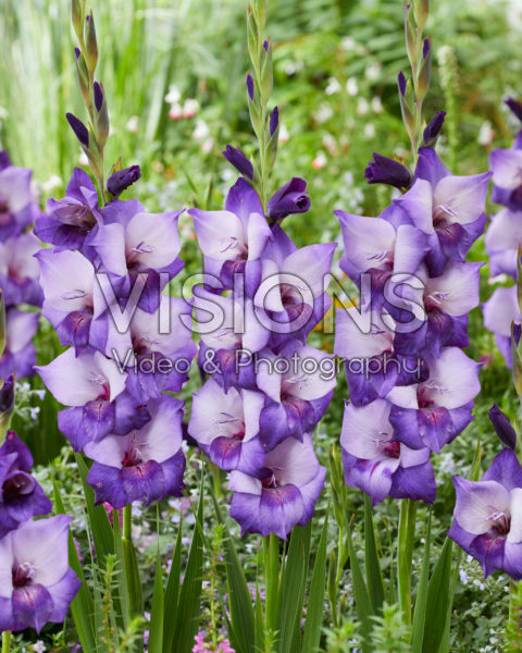 Gladiolus Dark Shadow