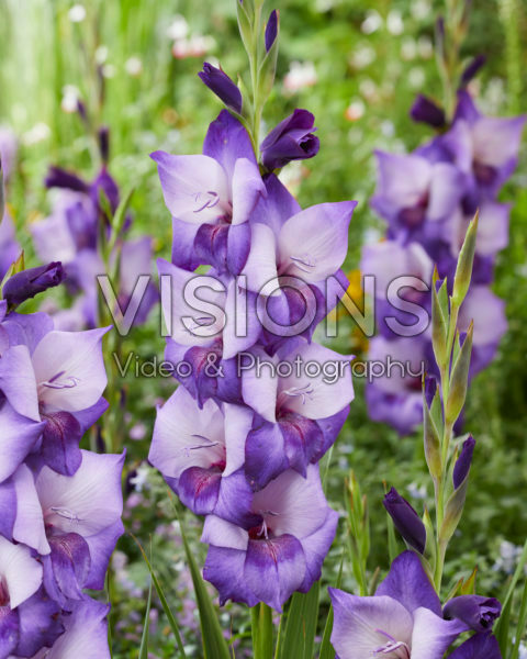 Gladiolus Dark Shadow