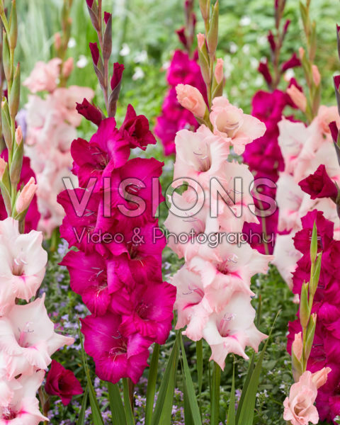 Gladiolus TW17703, Natan Gladiolus TW17703, Natan