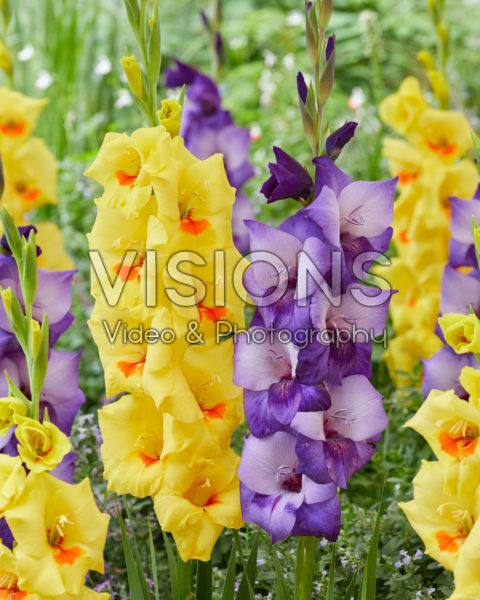 Gladiolus Dark Shadow, Matrix Gladiolus Dark Shadow, Matrix