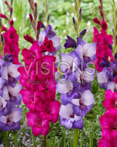 Gladiolus Dark Shadow, Natan Gladiolus Dark Shadow, Natan