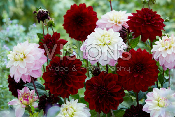 Dahlia Arabian Night, Orion Dahlia Arabian Night, Orion