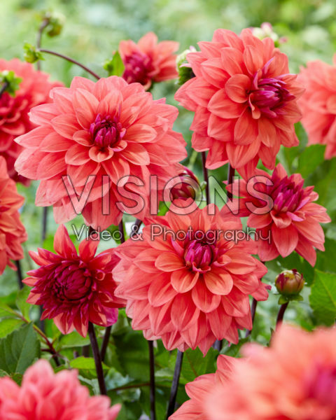 Dahlia American Dawn Dahlia American Dawn