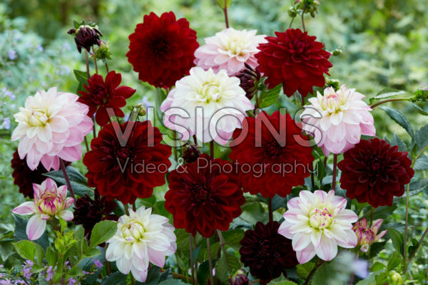 Dahlia Arabian Night, Orion Dahlia Arabian Night, Orion