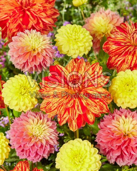 Dahlia kleurrijke mix Dahlia kleurrijke mix
